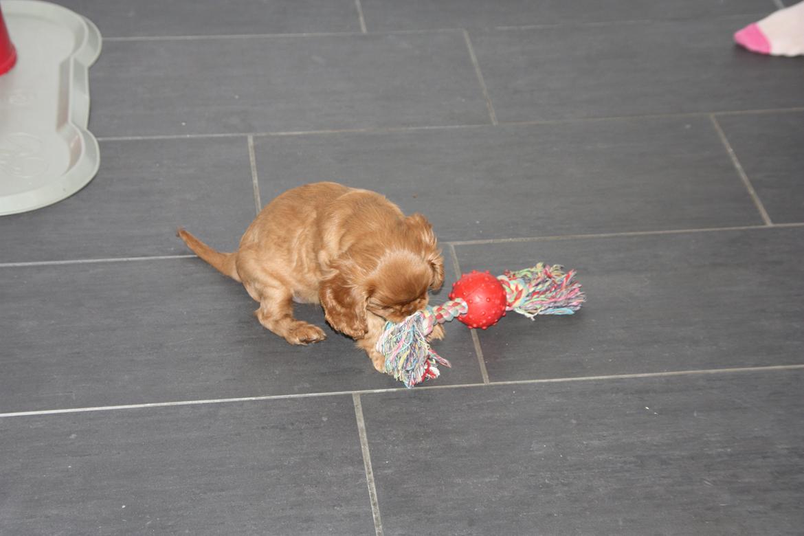 Cavalier king charles spaniel Luna billede 9