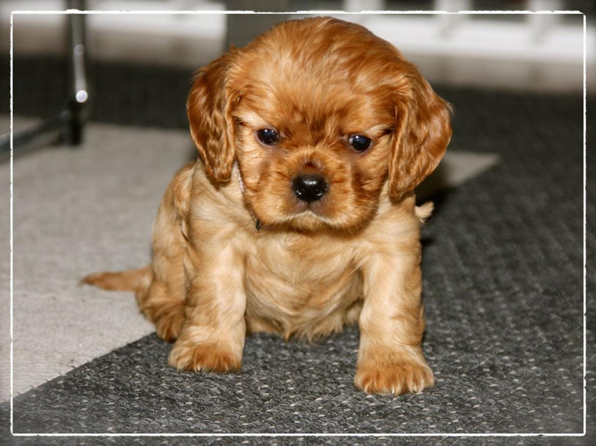 Cavalier king charles spaniel Luna billede 8
