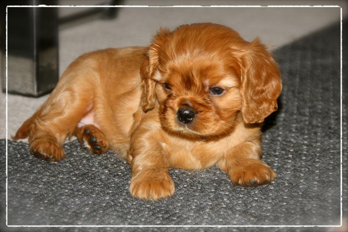 Cavalier king charles spaniel Luna billede 7