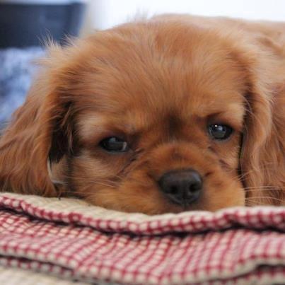 Cavalier king charles spaniel Luna - Luna 9 uger billede 1