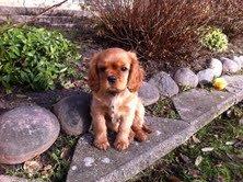 Cavalier king charles spaniel Luna - Luna 10 uger billede 3
