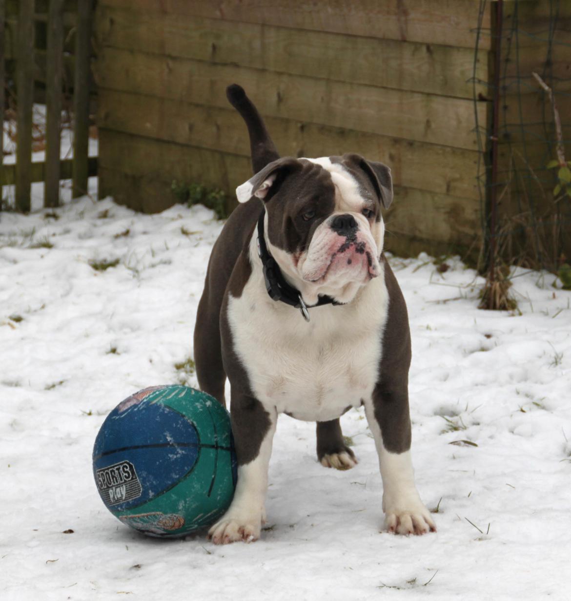Olde english bulldogge Magnum von Frankenstein - Magnum den 17.02.13 billede 4