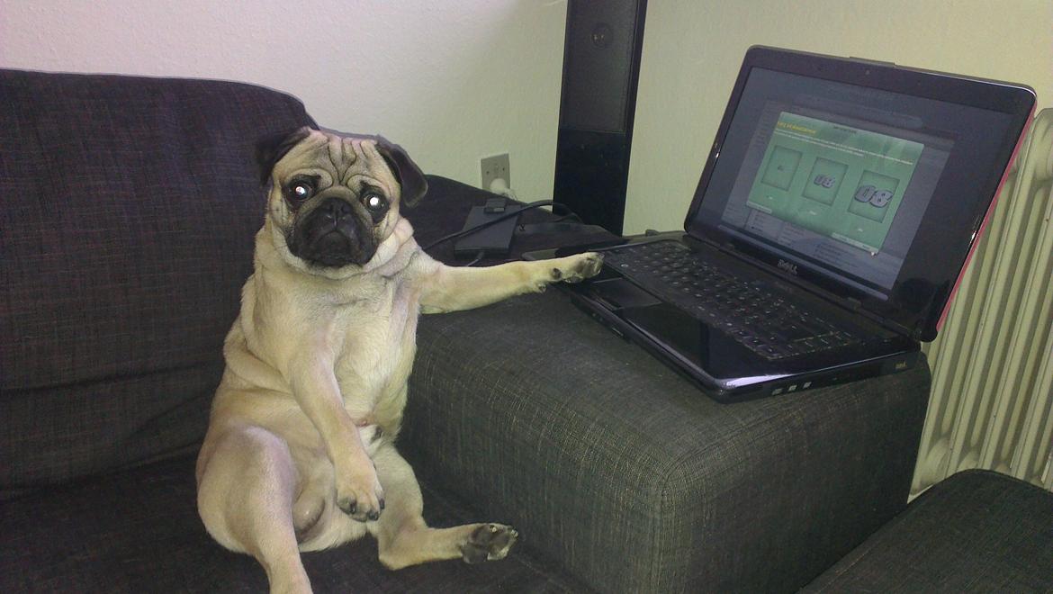 Mops Bobs - Bobs slapper af ved computeren :) billede 1