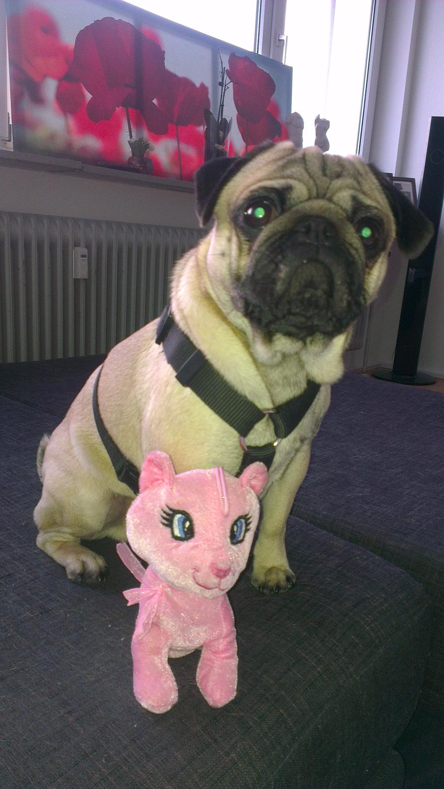 Mops Bobs - Bobs med en af sine tøjdyr :) billede 3