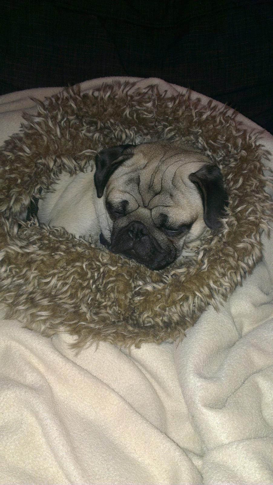 Mops Bobs - Putter lige med mit tæppe :) billede 4