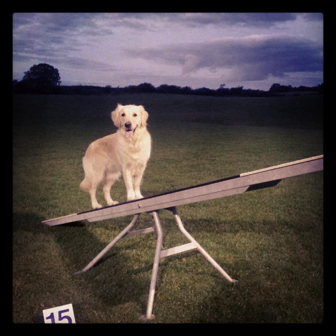 Golden retriever Lapija´s Bianca billede 15