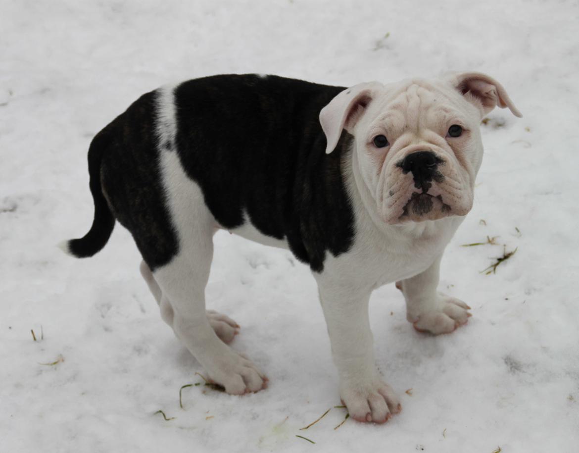 Olde english bulldogge Jaycee / Lindèns Madame Terror billede 6