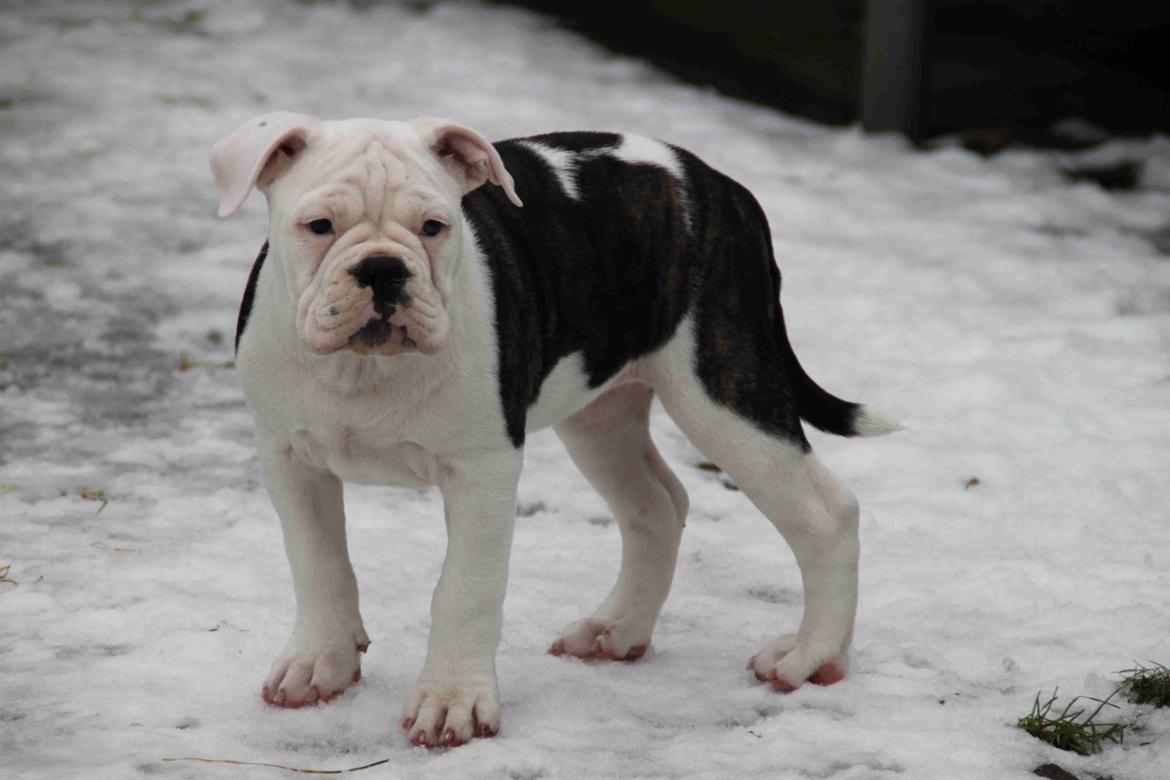 Olde english bulldogge Jaycee / Lindèns Madame Terror billede 8