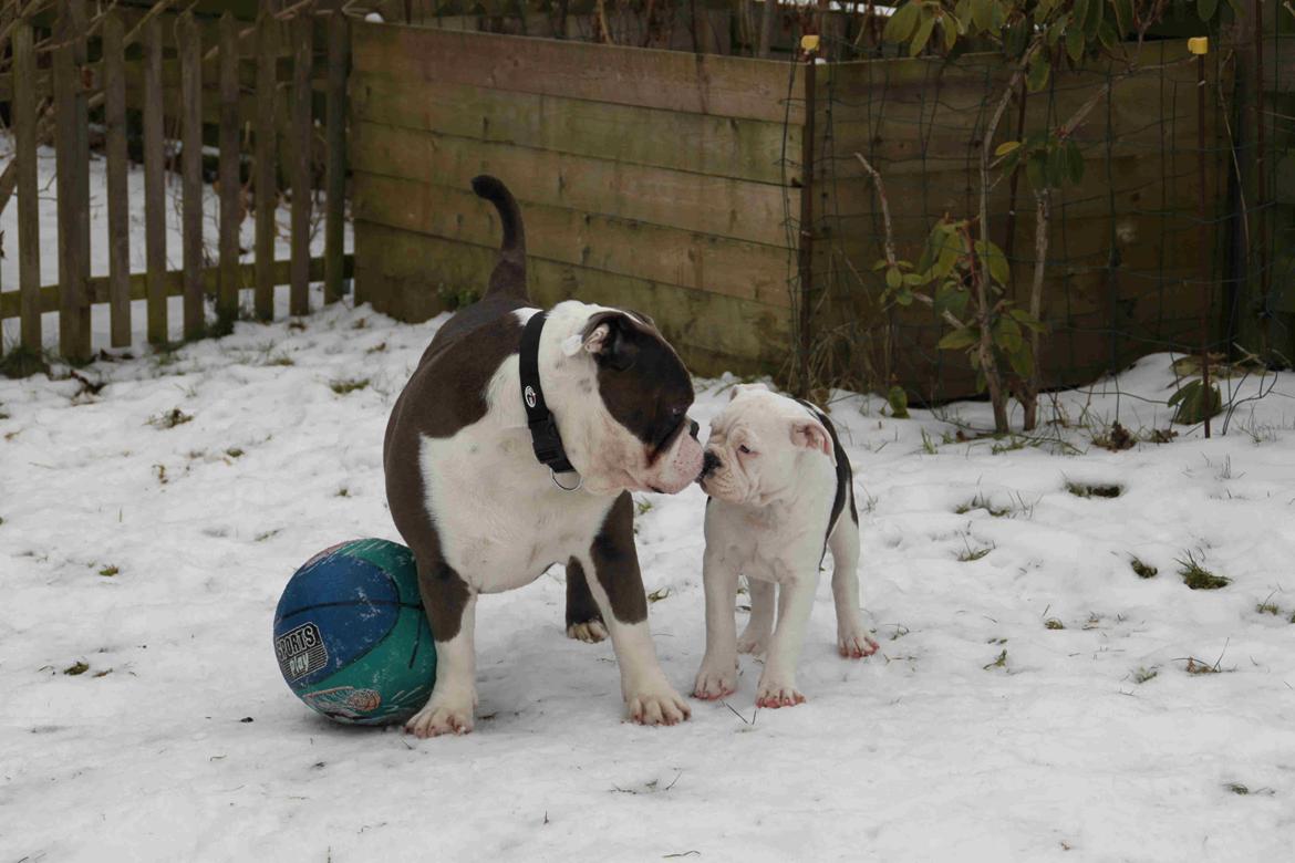 Olde english bulldogge Jaycee / Lindèns Madame Terror billede 9