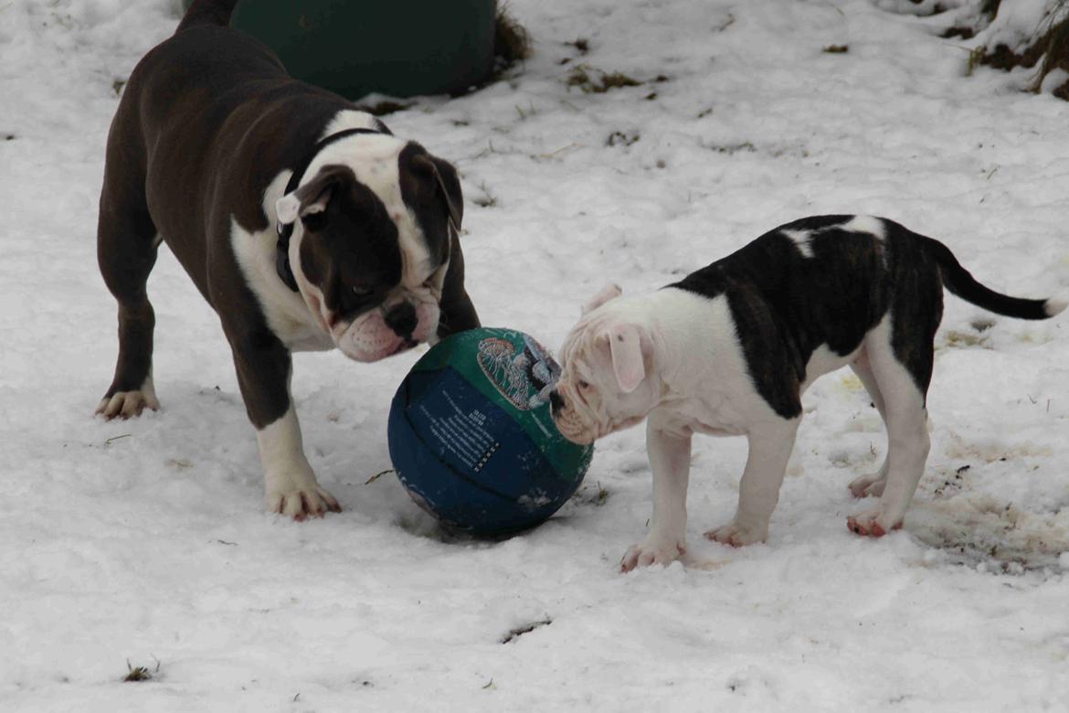 Olde english bulldogge Jaycee / Lindèns Madame Terror billede 10
