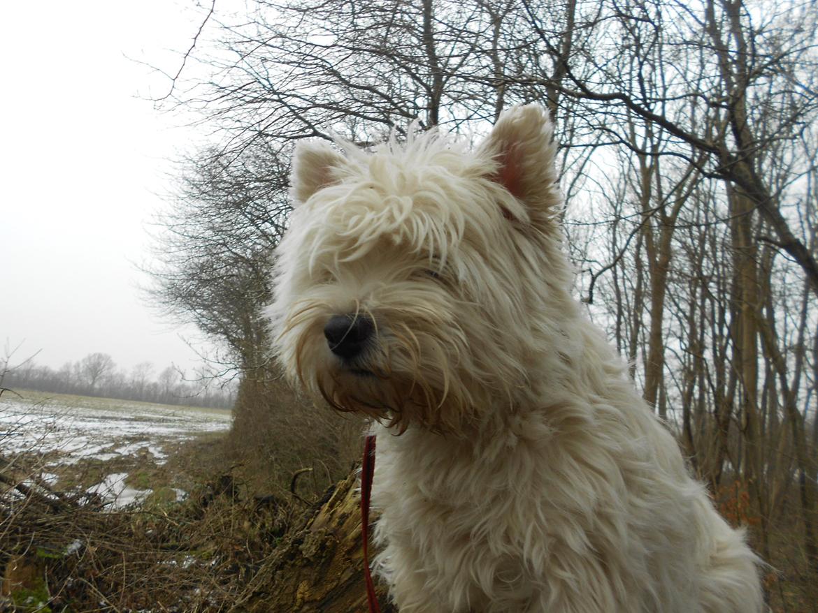 West highland white terrier La Toya  (Den specielle<3) - Pjusket Toya ;) billede 9
