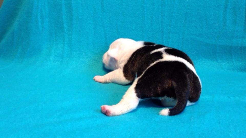 Olde english bulldogge Jaycee / Lindèns Madame Terror billede 11