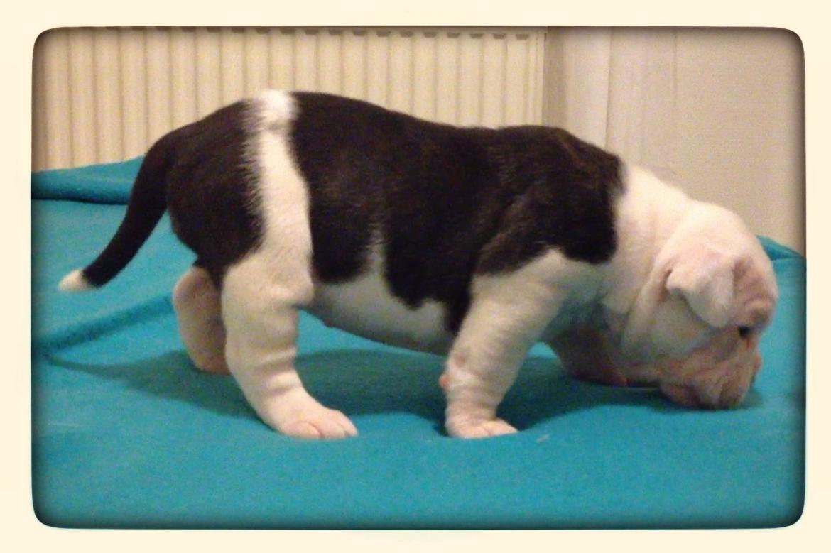 Olde english bulldogge Jaycee / Lindèns Madame Terror billede 12