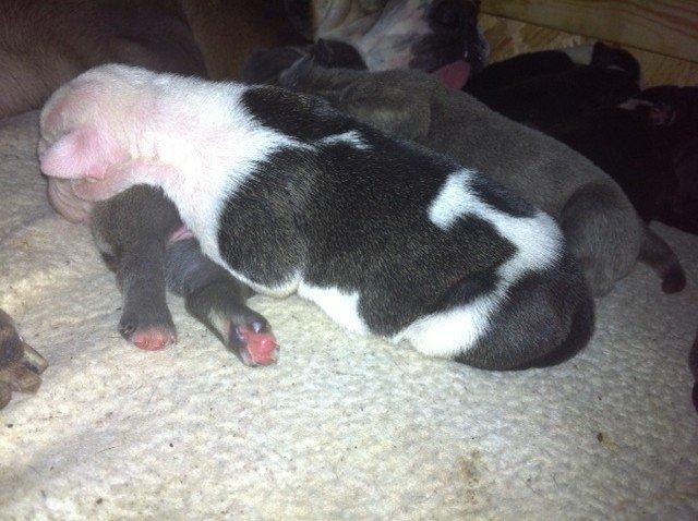 Olde english bulldogge Jaycee / Lindèns Madame Terror billede 13