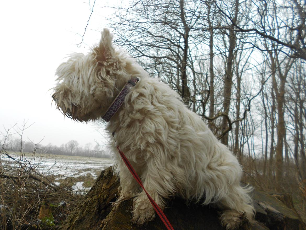 West highland white terrier La Toya  (Den specielle<3) billede 10