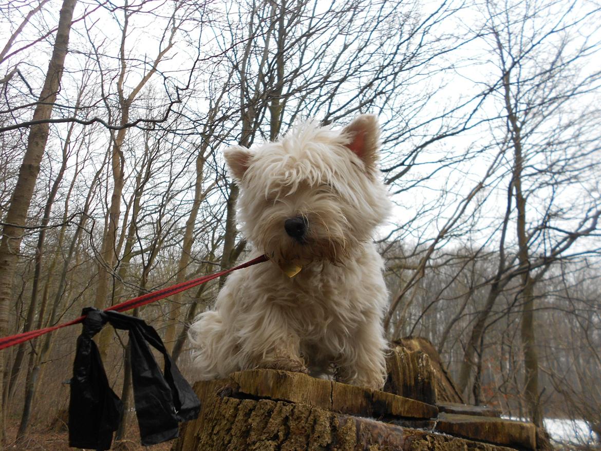 West highland white terrier La Toya  (Den specielle<3) billede 11