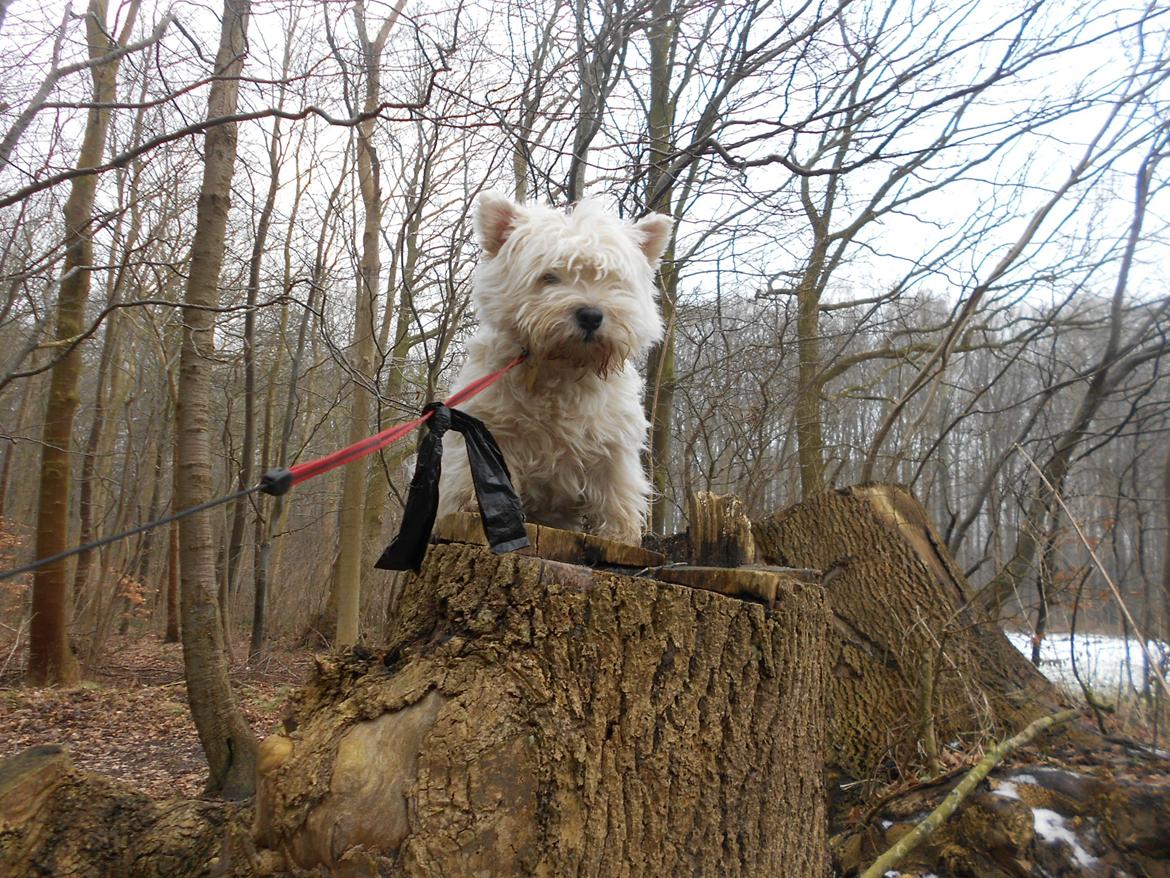 West highland white terrier La Toya  (Den specielle<3) billede 12