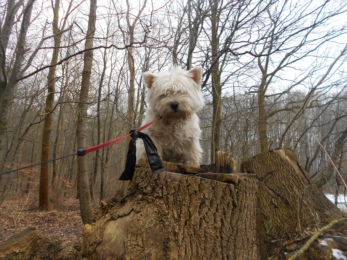 West highland white terrier La Toya  (Den specielle<3) billede 13