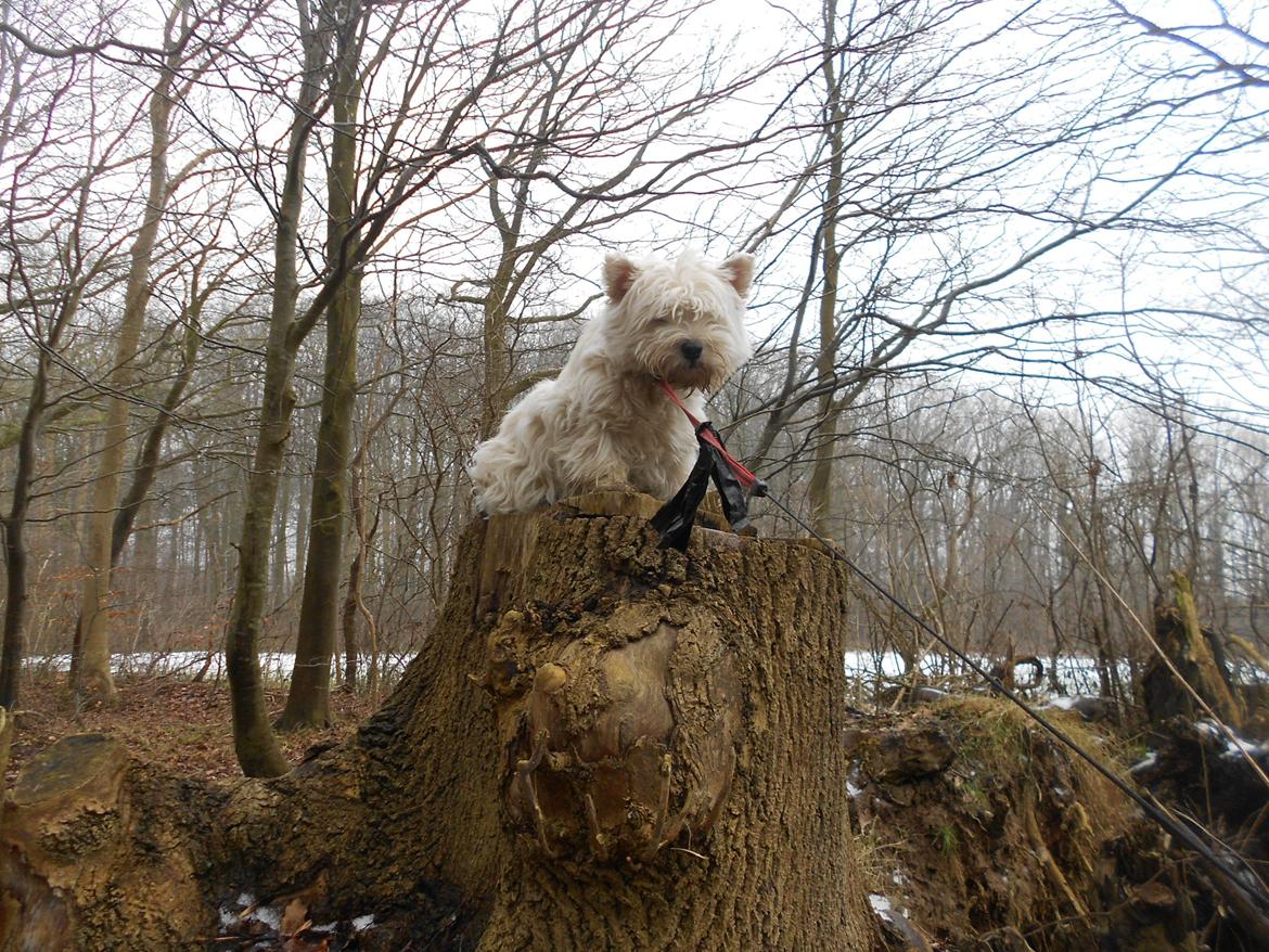 West highland white terrier La Toya  (Den specielle<3) billede 2