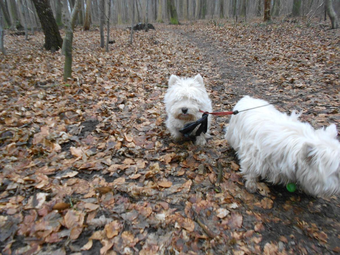 West highland white terrier La Toya  (Den specielle<3) - På tur i skoven d. 17.02.13 :)<3 billede 14
