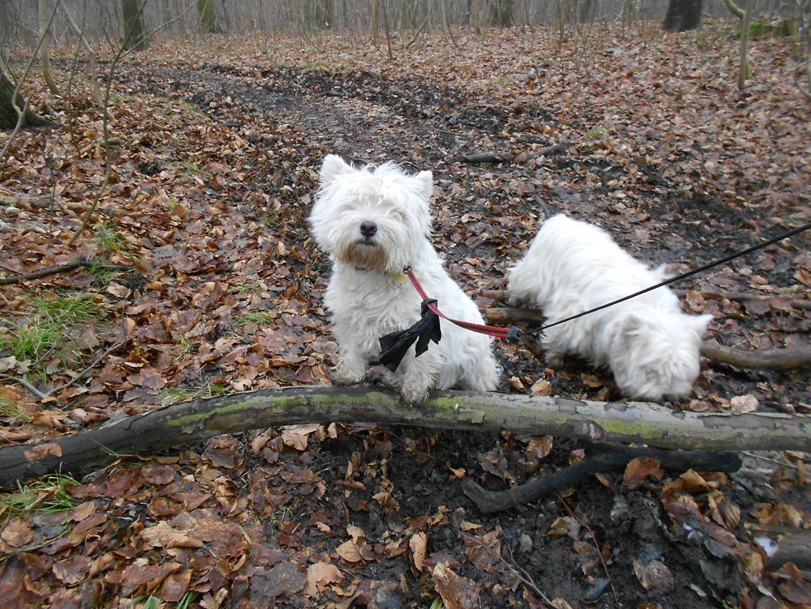 West highland white terrier La Toya  (Den specielle<3) - Såå søøød :D<3 billede 15