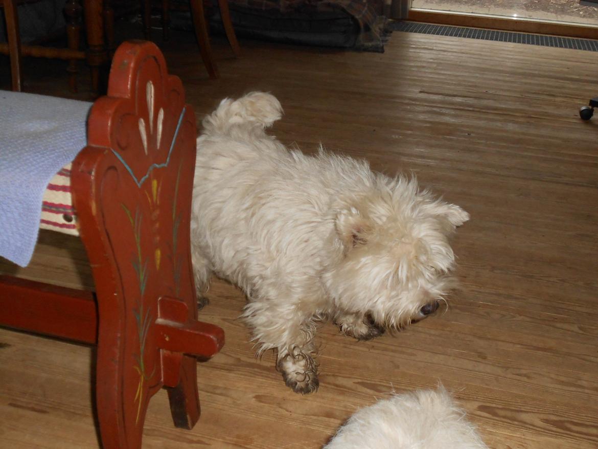 West highland white terrier La Toya  (Den specielle<3) - Ryste ryste :D billede 16