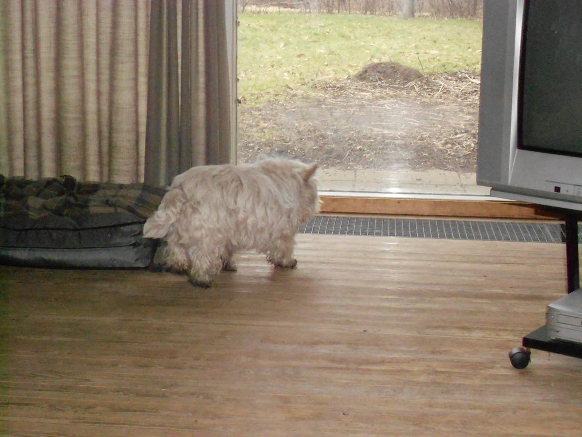 West highland white terrier La Toya  (Den specielle<3) - Når enden er god , så er alting godt ;) billede 17