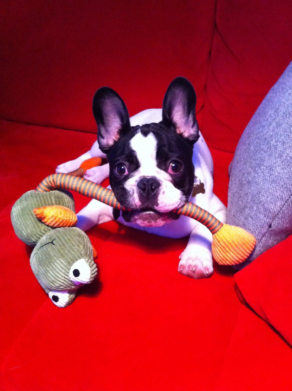 Fransk bulldog Conrad (Rehab's Kenzo) - Conrad's nye legetøj. Holdte én dag ;) billede 1