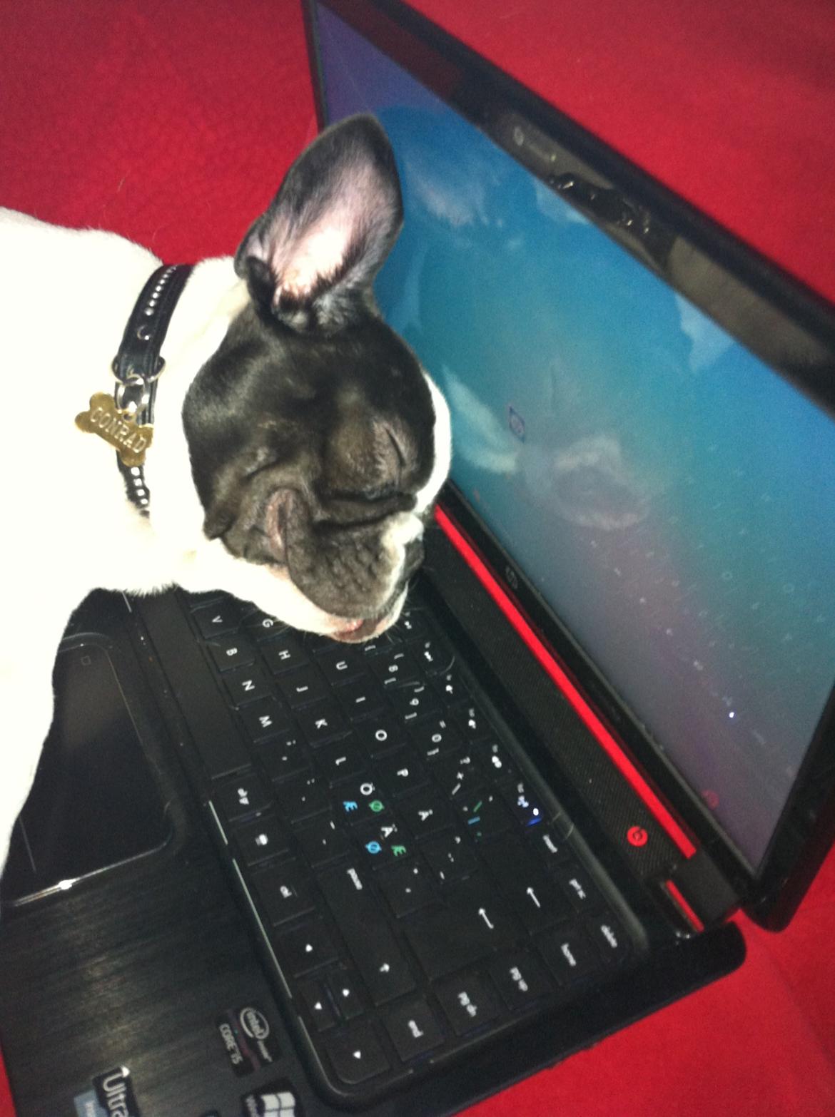 Fransk bulldog Conrad (Rehab's Kenzo) - Hmm.. Træt hund?? Du skal endelig ikke flytte dig. billede 2