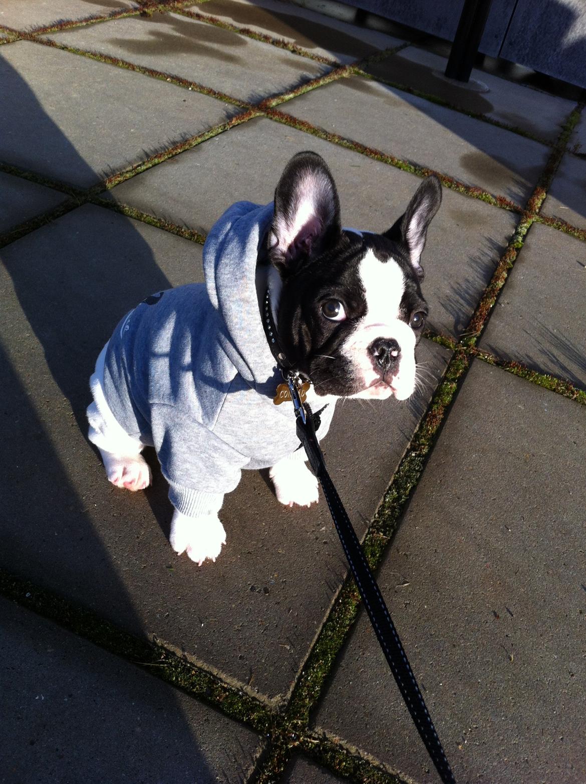 Fransk bulldog Conrad (Rehab's Kenzo) - Kold vinter. billede 3