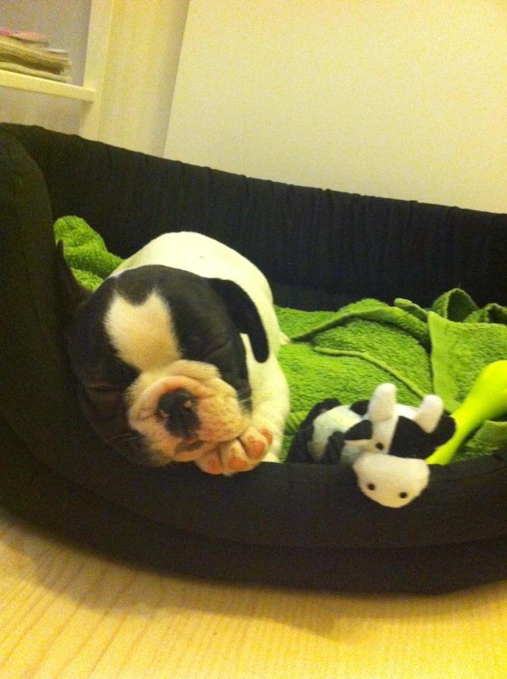 Fransk bulldog Conrad (Rehab's Kenzo) - Conrad 8 uger. Meget træt vaps. Lige ankommet til sit nye hjem efter frygtelig lang køretur.  billede 4