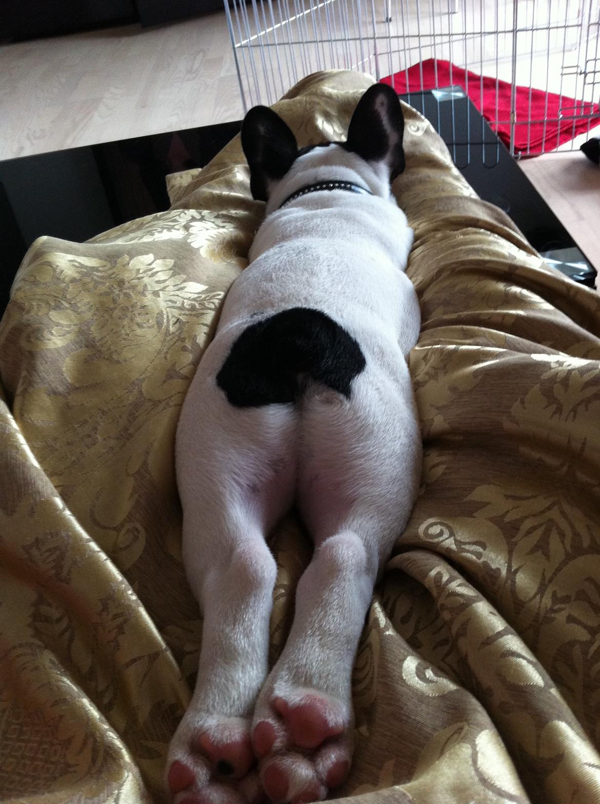 Fransk bulldog Conrad (Rehab's Kenzo) - Hvad er det for et dyr der ligger i min sofa ?? billede 5