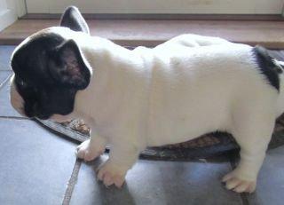 Fransk bulldog Conrad (Rehab's Kenzo) - Lille bitte hund!! :D billede 6