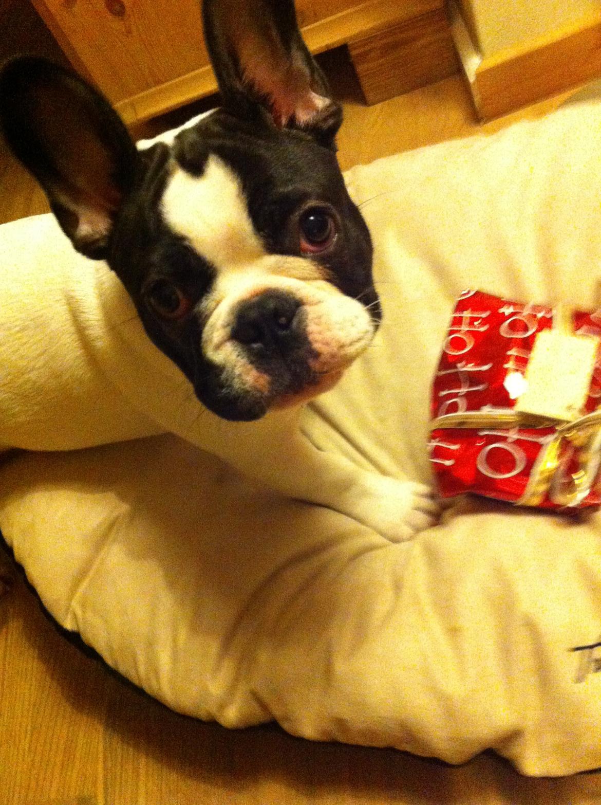 Fransk bulldog Conrad (Rehab's Kenzo) - Ja gæt engang hvem der fik flest gaver til jul! billede 7
