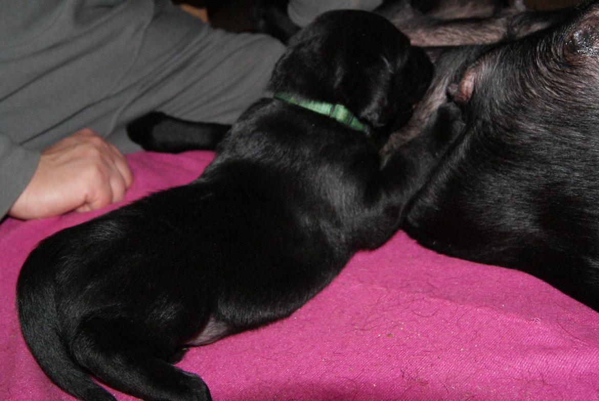 Labrador retriever BRUTUS - 17.02.2013: 3½ uge billede 15