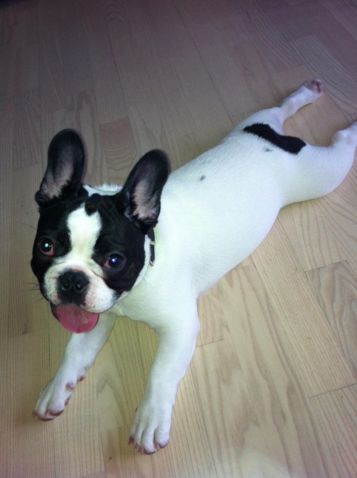 Fransk bulldog Conrad (Rehab's Kenzo) - Ligger lige her & flader ud efter at have haft besøg af min legekammerat;)
 billede 8