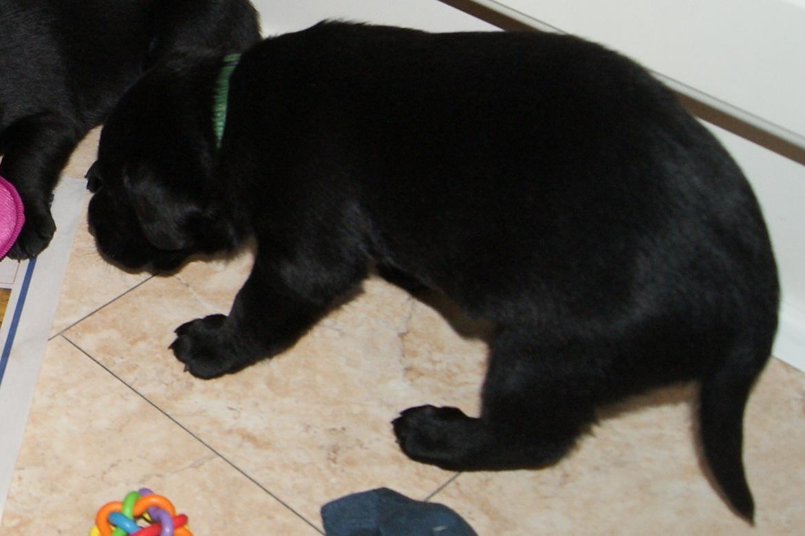 Labrador retriever BRUTUS - 17.02.2013: 3½ uge billede 17