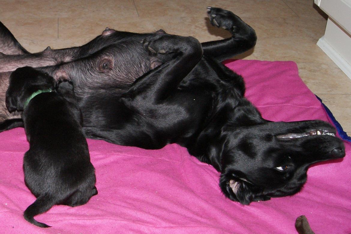Labrador retriever BRUTUS - 17.02.2013: 3½ uge billede 16