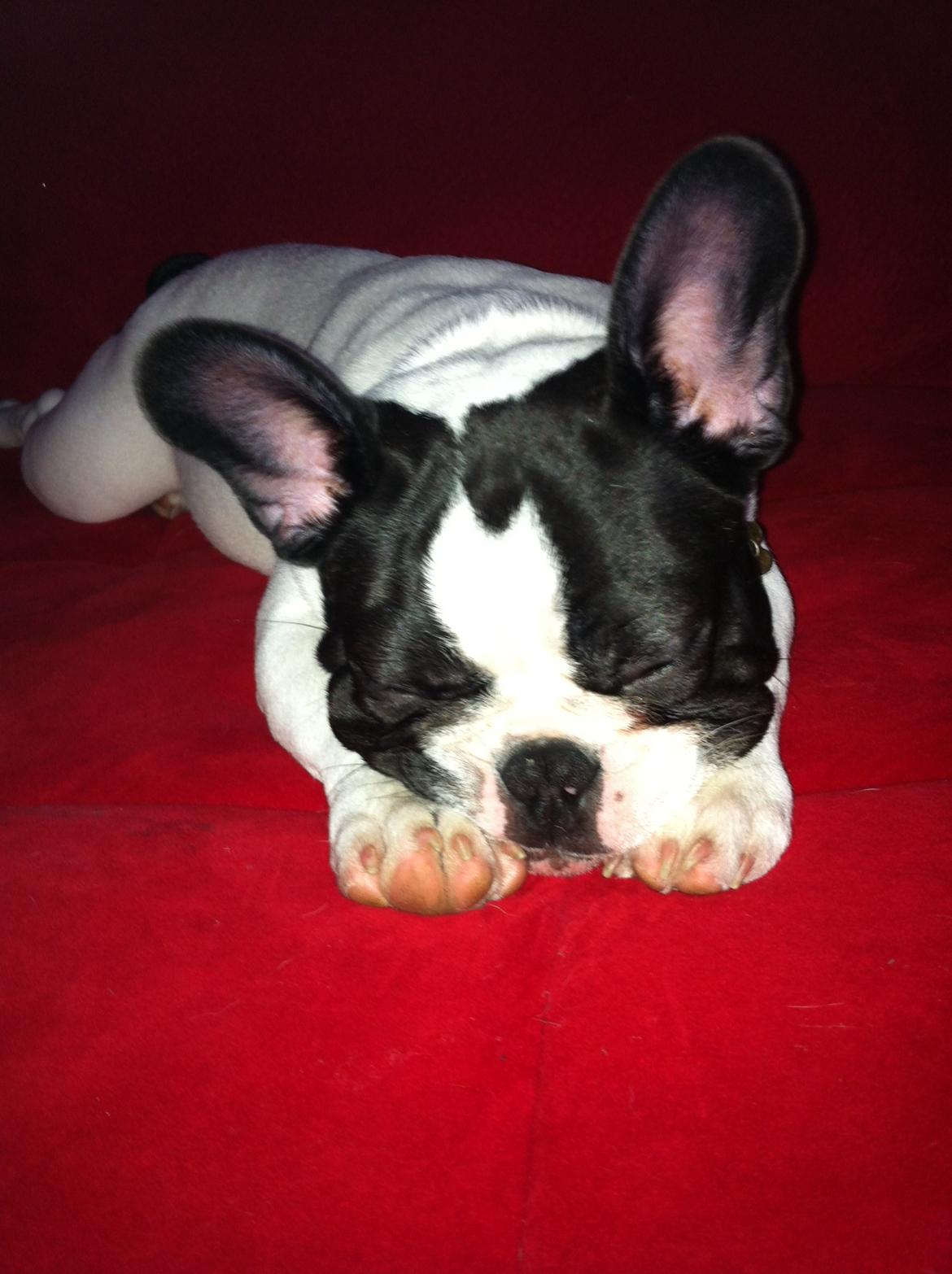 Fransk bulldog Conrad (Rehab's Kenzo) - :') billede 9