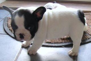 Fransk bulldog Conrad (Rehab's Kenzo) billede 10