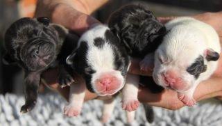 Fransk bulldog Conrad (Rehab's Kenzo) billede 11