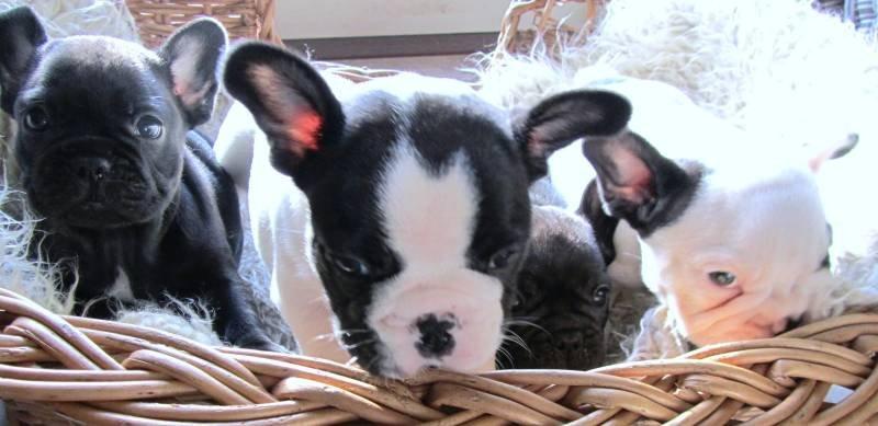 Fransk bulldog Conrad (Rehab's Kenzo) billede 12