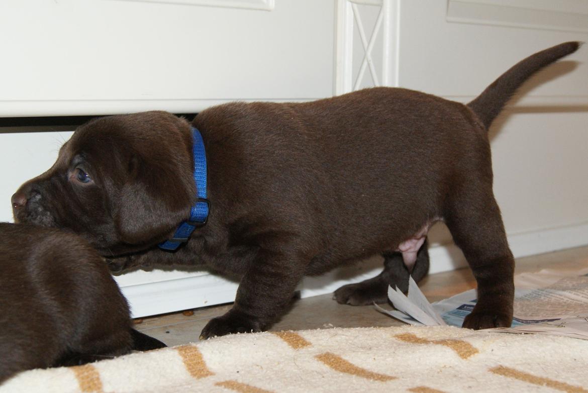 Labrador retriever ANTON - 15.02.2013: 3½ uge billede 15