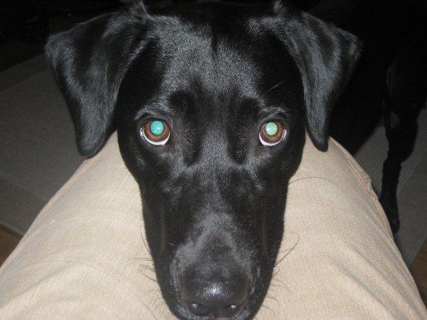 Blanding af racer Simba - What a face :-) billede 1