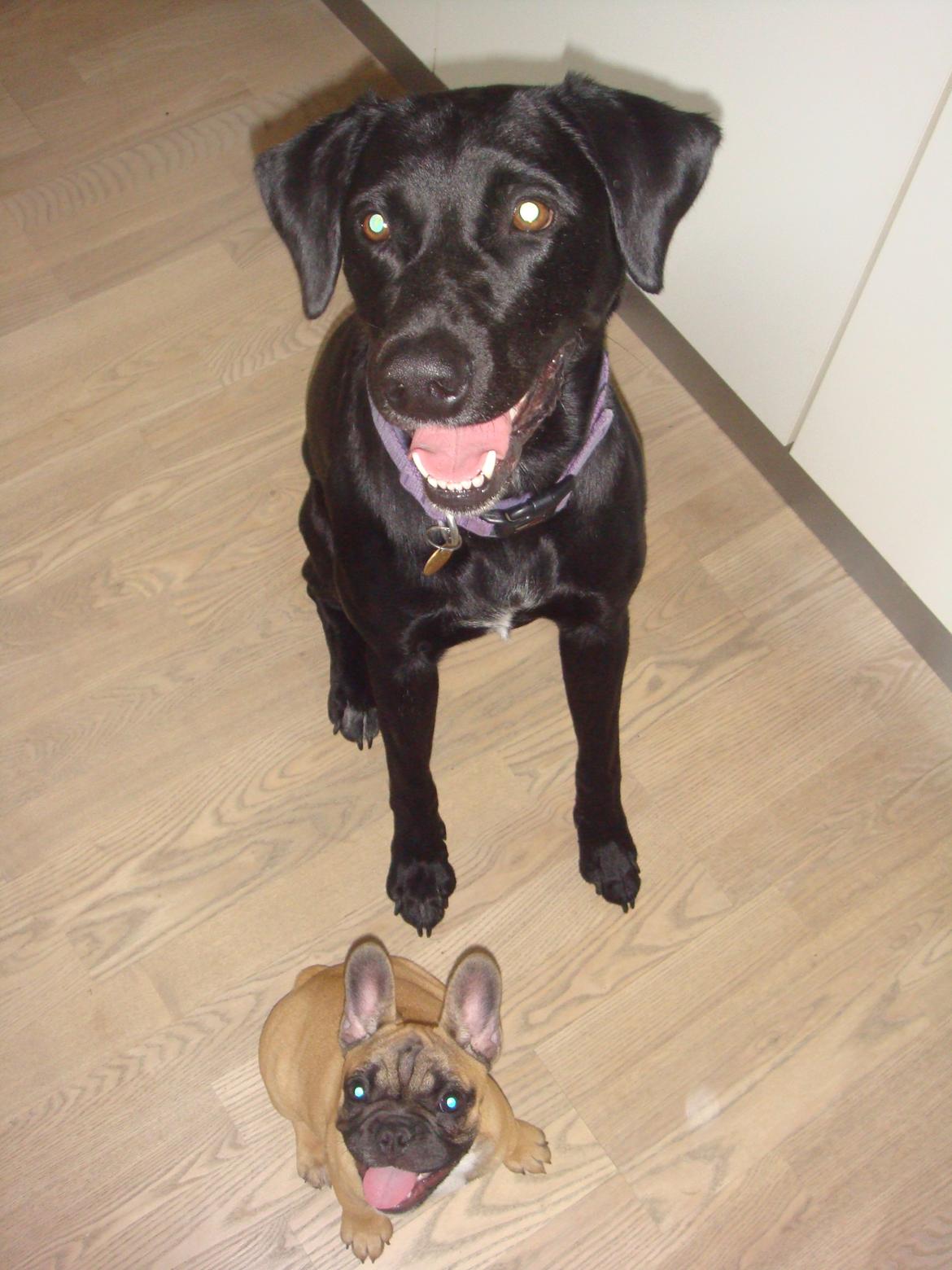 Blanding af racer Simba - Med den søde lille ting Bella <3 billede 10