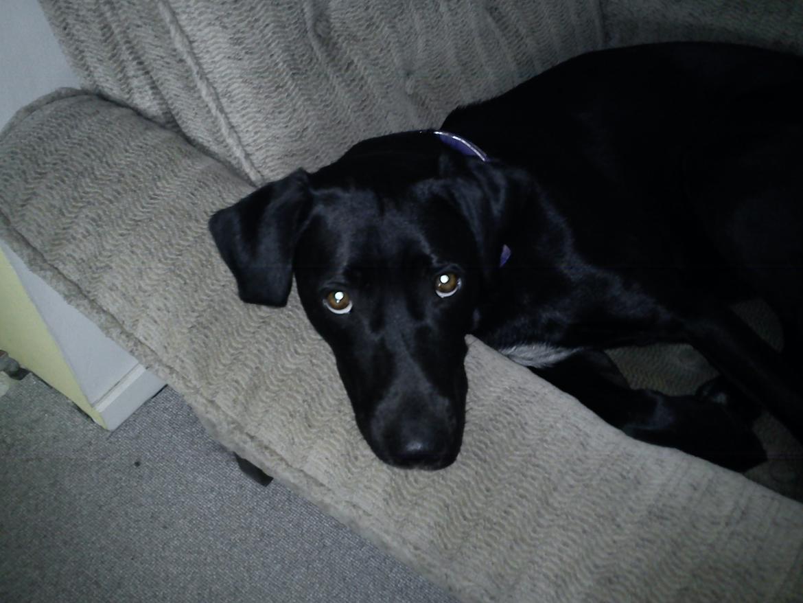 Blanding af racer Simba billede 7