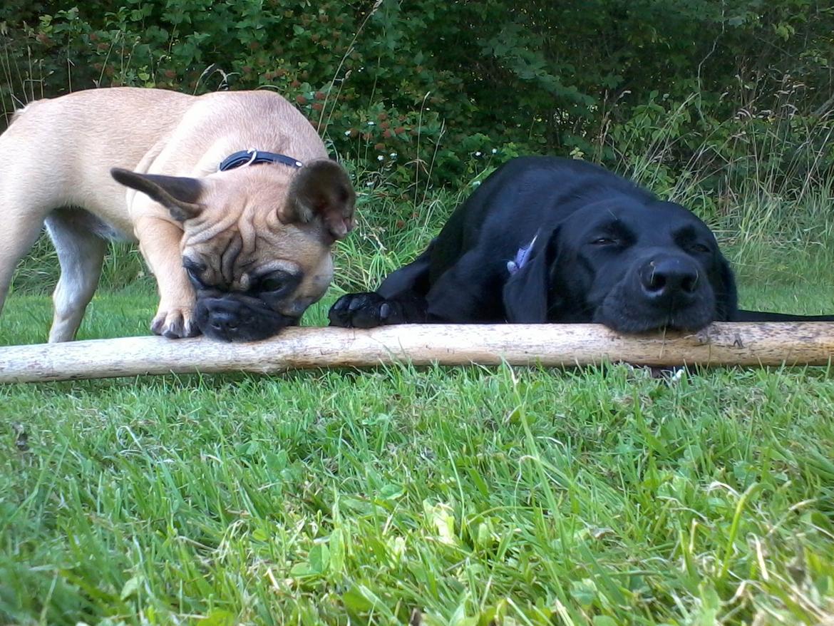 Blanding af racer Simba - Jep, vi kan godt deles :-) billede 9