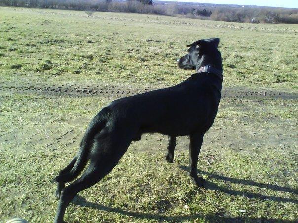 Blanding af racer Simba - På udkig i Lindholm Høje. billede 6