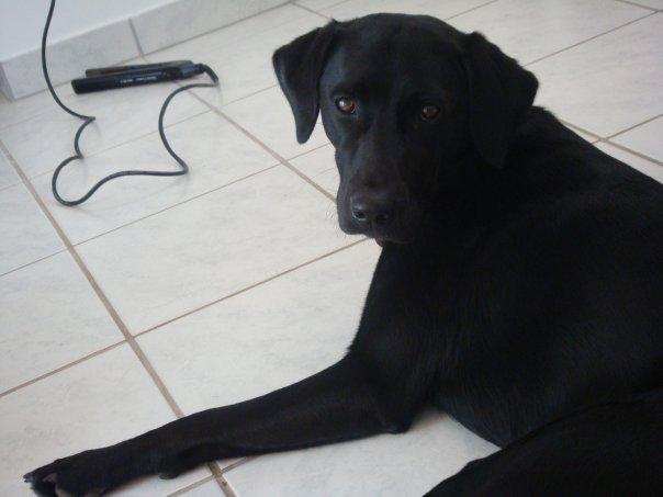 Blanding af racer Simba - Black Beauty ;-) billede 5