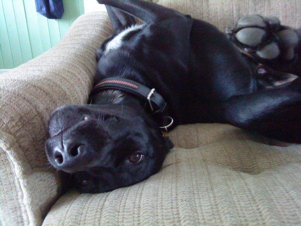 Blanding af racer Simba - Ja, Simba har altid haft svært ved og ligge normalt!  billede 4